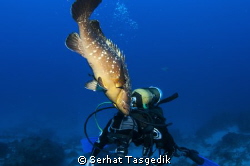 ! by Serhat Tasgedik 